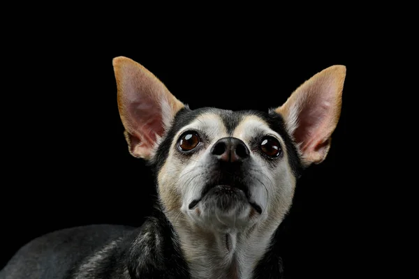 Портрет Чарівної Змішаної Породи Собаки Серйозним Виглядом — стокове фото