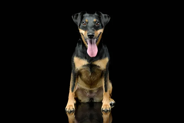 Studio Shot Adorable Jack Russell Terrier Puppy Sitting Hanging Tongue — Foto de Stock