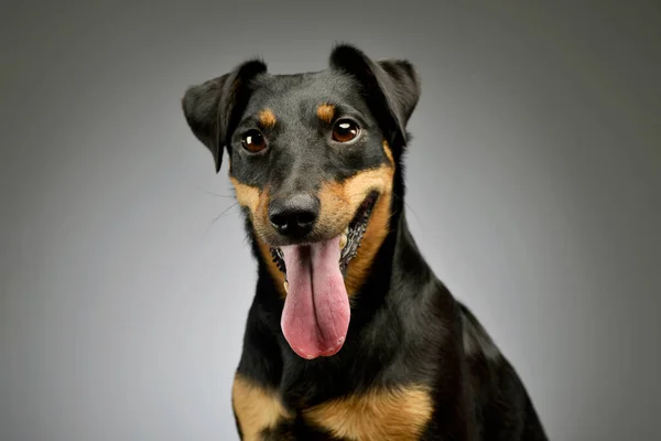 Portrait Adorable Jack Russell Terrier Looking Curiously Hanging Tongue — Foto de Stock