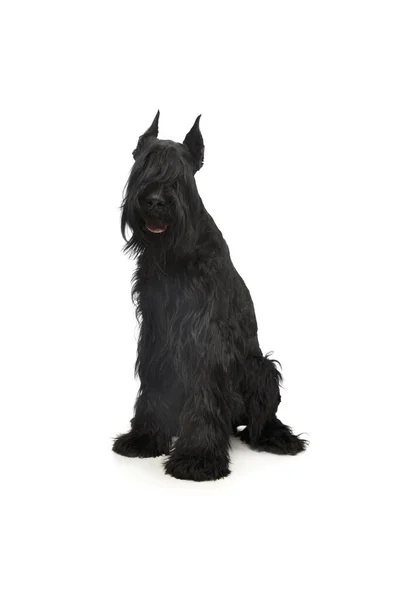 Studio Shot Lovely Schnauzer Standing Seems Satisfied — 图库照片