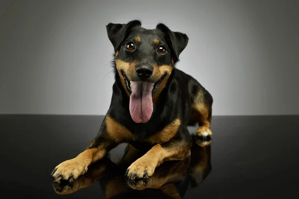 Studio Shot Adorable Jack Russell Terrier Puppy Lying Having Good — Foto de Stock