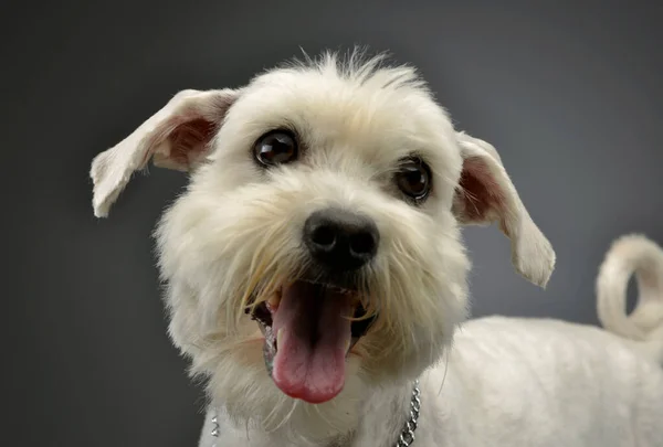 Portrait Adorable Mixed Breed Dog Looking Curiouslyat Camera Hanging Tongue — Stock fotografie