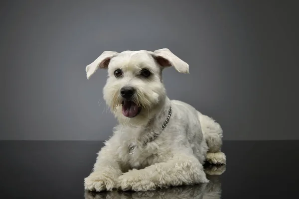 Studio Shot Από Ένα Αξιολάτρευτο Μικτή Φυλή Σκύλου Ψέματα Και — Φωτογραφία Αρχείου