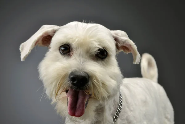 Πορτρέτο Ενός Αξιολάτρευτου Μικτού Σκύλου Ράτσα Αναζητούν Περιέργως Στην Κάμερα — Φωτογραφία Αρχείου