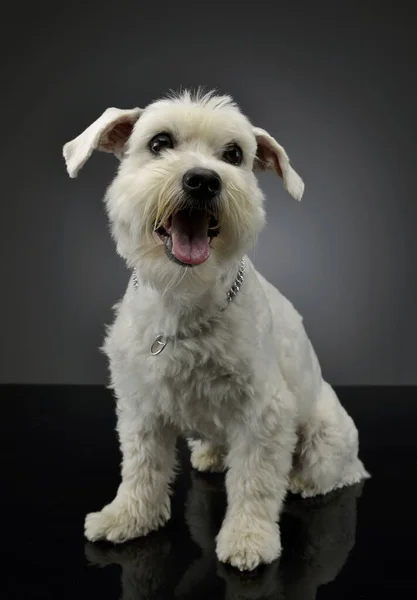 Estúdio Tiro Cão Raça Mista Adorável Sentado Olhando Satisfeito — Fotografia de Stock