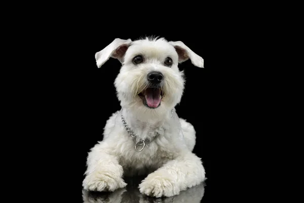 Studio Shot Adorable Mixed Breed Dog Lying Looking Satisfied — Stock Photo, Image