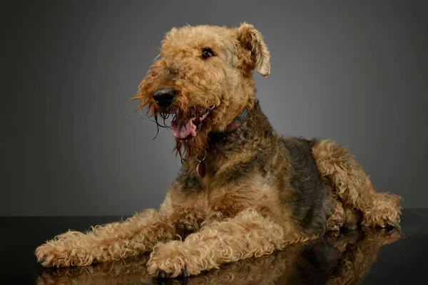 Studio shot of a beautiful Airedale Terrier lying with hanging tongue