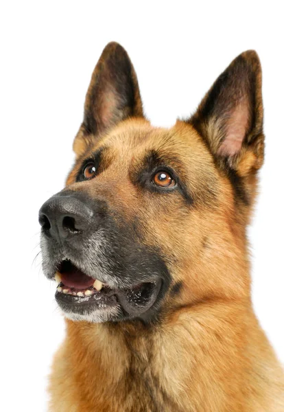 Πορτρέτο Ενός Αξιολάτρευτου Γερμανικού Ποιμενικού Σκύλου Που Κοιτάζει Περίεργα — Φωτογραφία Αρχείου