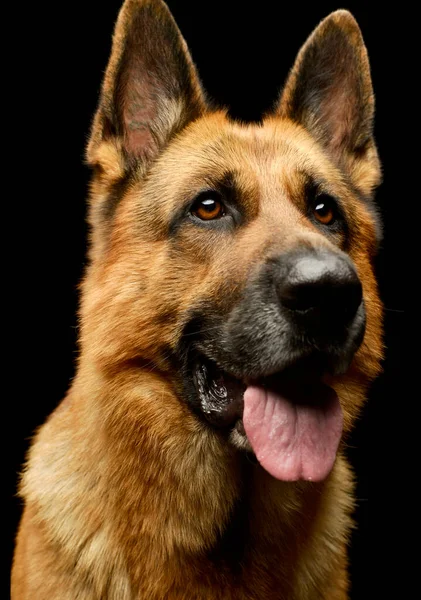 魅力的なドイツの羊飼いの犬の肖像 ぶら下がり舌で検索 — ストック写真