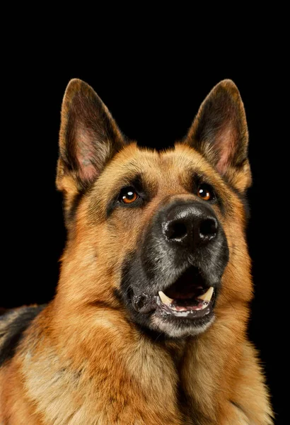 Ritratto Adorabile Cane Pastore Tedesco Che Guarda Curiosamente Sfondo Nero — Foto Stock