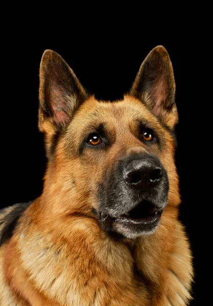 Porträtt Bedårande Tysk Herde Hund Tittar Märkligt Svart Bakgrund — Stockfoto