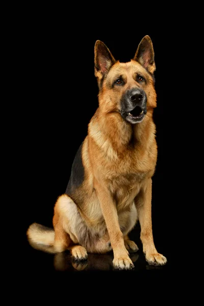Studo Πλάνο Ενός Αξιολάτρευτου Γερμανικού Ποιμενικού Σκύλου Κάθεται Και Ψάχνει — Φωτογραφία Αρχείου