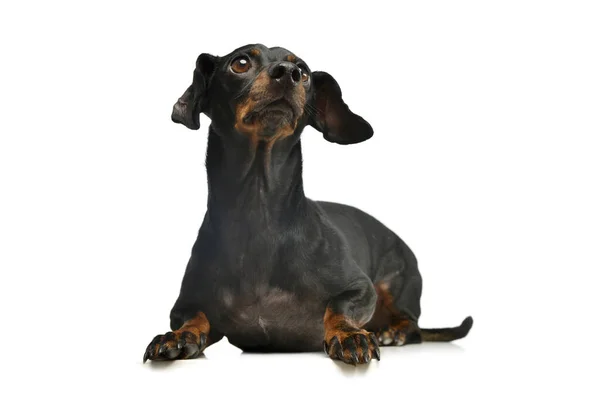 Studio Shot Adorable Dachshund Lying Looking Curiously White Background — стокове фото