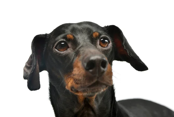 Portrait Adorable Dachshund Looking Away Curiously — Foto Stock