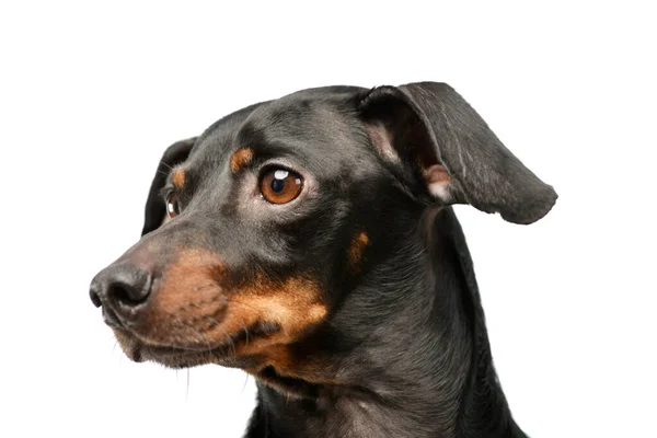 Portrait Adorable Dachshund Looking Away Curiously — Foto Stock