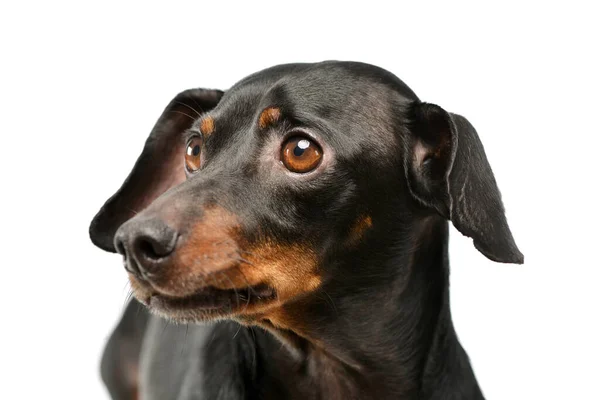 Portrait Adorable Dachshund Looking Away Curiously — Stok fotoğraf