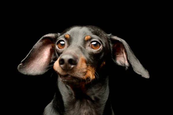 Portrait Adorable Dachshund Looking Curiously Camera Black Background — Φωτογραφία Αρχείου