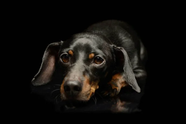 Στούντιο Πλάνο Ενός Αξιολάτρευτου Dachshund Ψέματα Και Φαίνεται Εξαντληθεί — Φωτογραφία Αρχείου