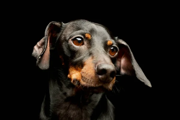 Portrait Adorable Dachshund Looking Curiously Black Background — Stock fotografie