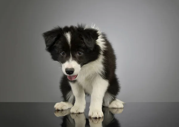 Studio Shot Beautiful Border Collie Puppy Standing Looking Camera Hanging — Stock Photo, Image