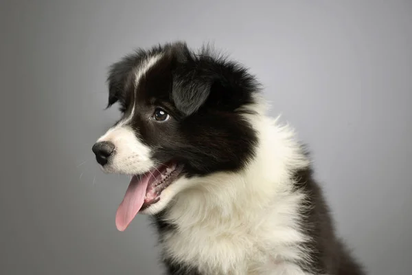 Portrait Beautiful Border Colie Puppy Hanging Tongue — Fotografia de Stock