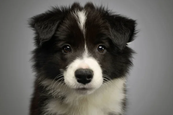 Portrait Beautiful Border Collie Puppy Looking Intently Camera — Stock Photo, Image
