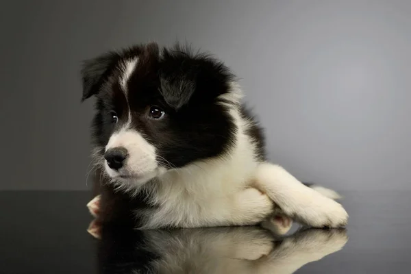 Studio Shot Beautiful Border Collie Puppy Lying Crossing His Legs — Stock Photo, Image