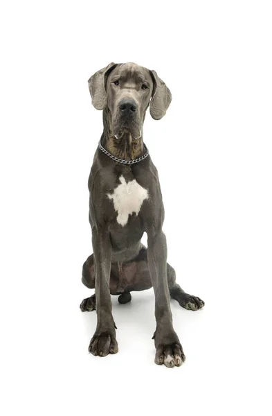 Studio Shot Adorable Great Dane Sitting Looking Intently Camera — Stock fotografie