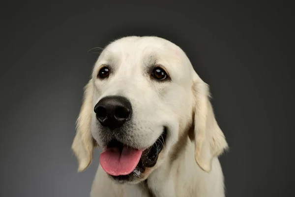 Portrait Beautiful Golden Retriever Puppy Looking Satisfied — Foto de Stock
