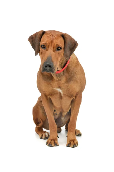 Studio Girato Adorabile Ridgeback Rodesiano Seduto Guardando Curiosamente Fotocamera — Foto Stock