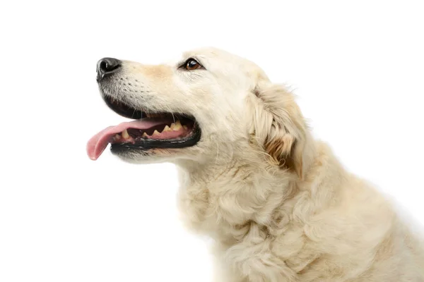 Portrait Lovely Golden Retriever Hanging Tongue White Background — Stockfoto