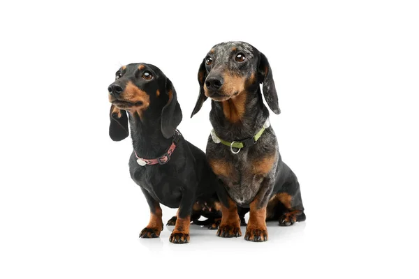 Studio Shot Two Adorable Dachshunds Sitting Looking Curiously — стокове фото