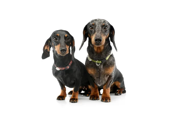 Studio Shot Two Adorable Dachshunds Sitting Looking Curiously Camera — стокове фото