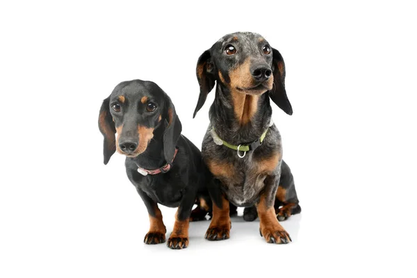 Studio Shot Two Adorable Dachshunds Sitting White Background Wearing Collar — стокове фото