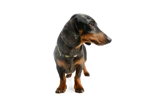 Studio Shot Adorable Dachshund Green Collar Standing Looking Curiously — Stock fotografie