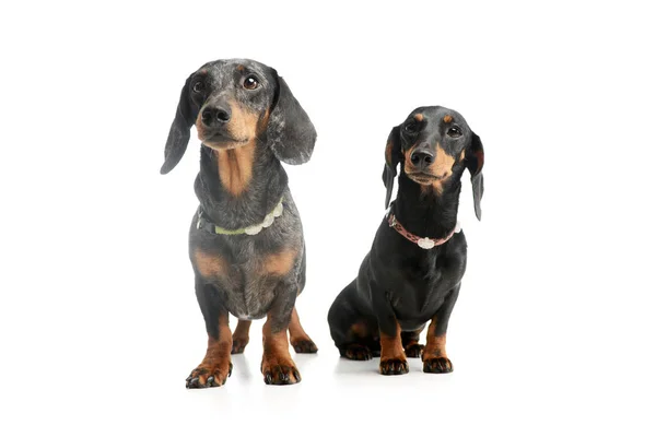 Studio Shot Two Adorable Dachshunds Sitting Looking Intently — стокове фото