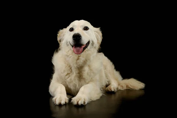 Studio Shot Lovely Golden Retriever Puppy Lying Looking Camera Hanging — Φωτογραφία Αρχείου