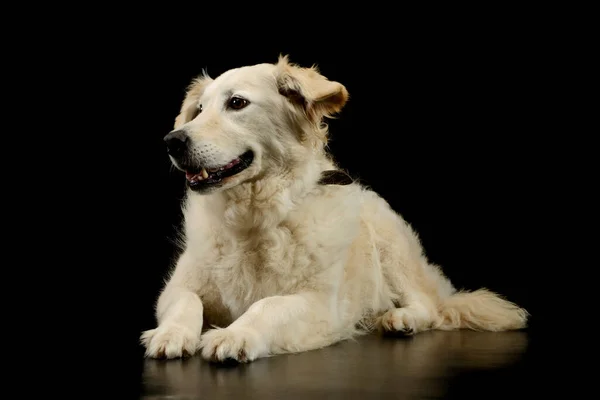 Studio Shot Lovely Golden Retriever Puppy Lying Smiling Face — Zdjęcie stockowe