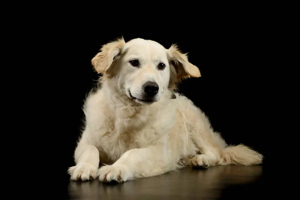 Estúdio Tiro Filhote Cachorro Golden Retriever Adorável Mentindo Olhando Curiosamente — Fotografia de Stock