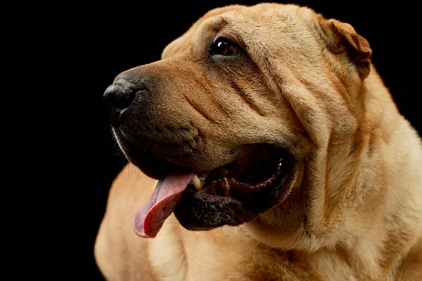 Portrait Adorable Shar Pei Hanging Tongue — Stock Photo, Image