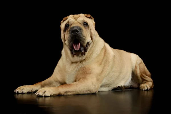 Studio Shot Lovely Shar Pei Lying Looking Satisfied — Stock Photo, Image