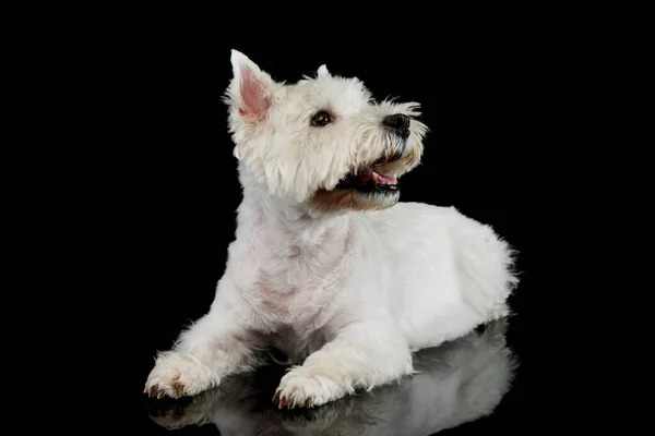 Estúdio Tiro Adorável West Highland White Terrier Deitado Divertindo — Fotografia de Stock