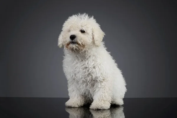 Studio Shot Cute Puli Puppy Sitting Looking Curiously — Foto de Stock