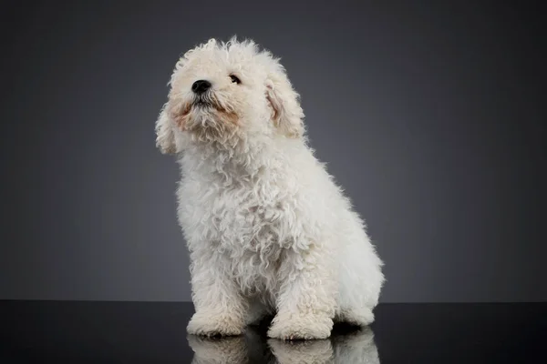 Studio Shot Cute Puli Puppy Sitting Looking Curiously — Foto de Stock