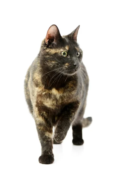 Studio Shot Lovely Domestic Cat Walking White Background — Zdjęcie stockowe