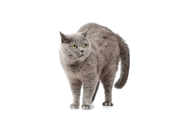 Studioaufnahme Einer Entzückenden Britischen Katze Die Ihren Rücken Wölbt — Stockfoto