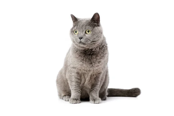 Studio Záběr Krásné Britské Kočky Sedí Pozorně Dívá — Stock fotografie
