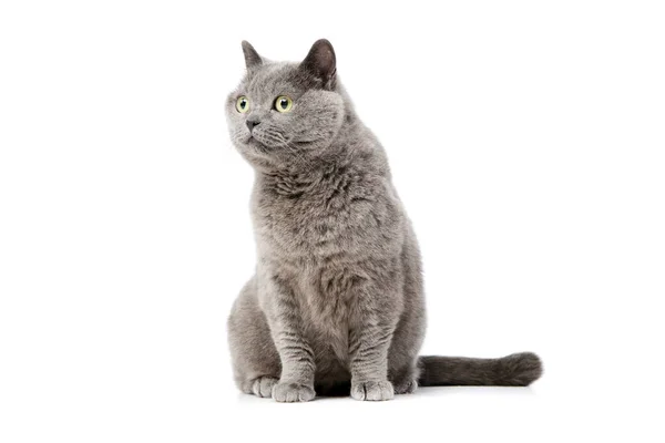 Studio Shot Lovely British Cat Sitting Looking Intently — ストック写真