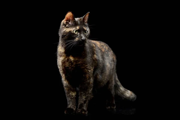 Studio Shot Domestic Cat Standing Stern Look — стоковое фото