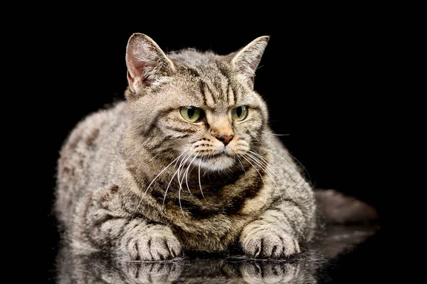 Studio Shot Domestic Cat Lying Looking Grumpy — Φωτογραφία Αρχείου